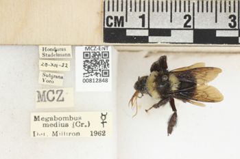 Media type: image;   Entomology 812848 Aspect: labels